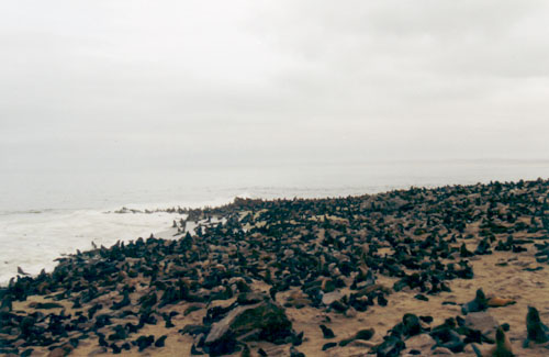 Cape Cross