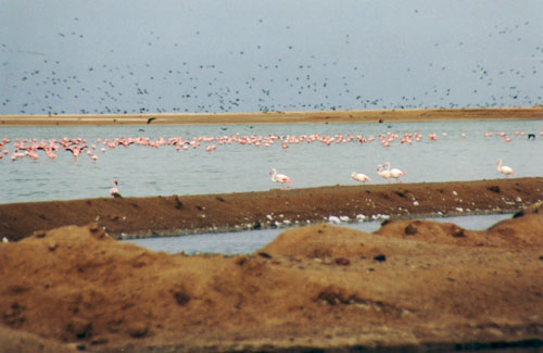 Flamingos