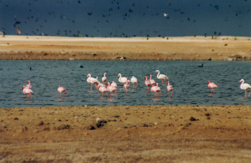 Flamingos