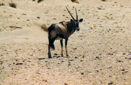 Oryx