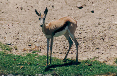 Springbok