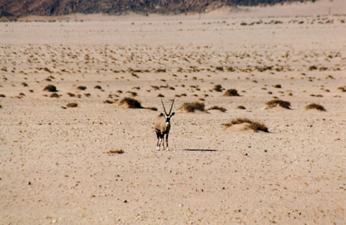 Oryxantilope