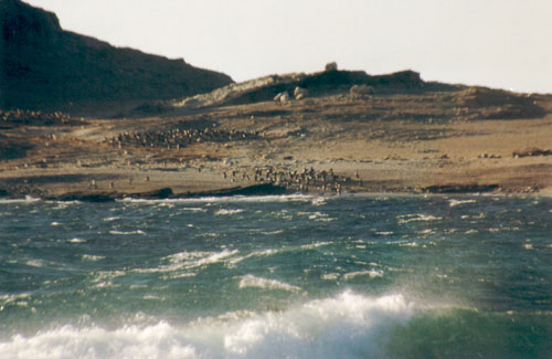 Pinguine