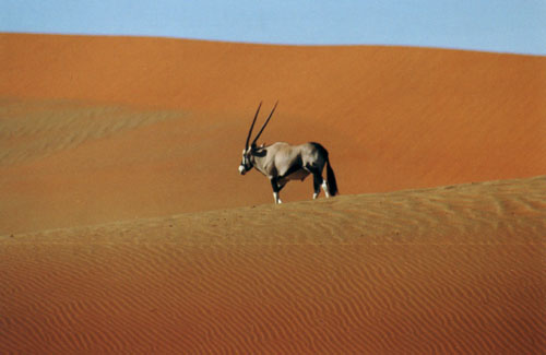 Sossusvlei