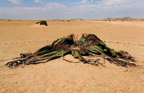 Welwitschia mirabilis