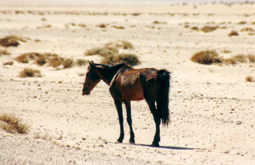 Wildpferd