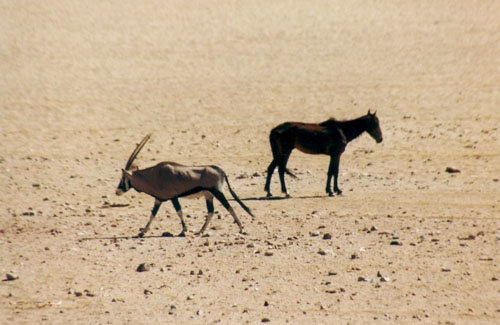 Wildpferd und Oryx